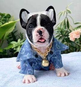 FRENCH BULLDOG PUPPIES 🌻VIP129 Panda Boy