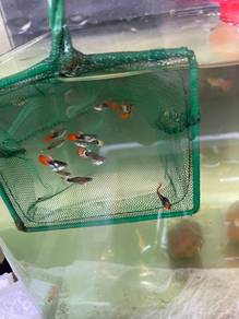 Red Tuxedo Short Body Guppy