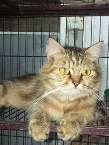 scottish cat