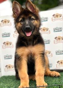 German Shepherd