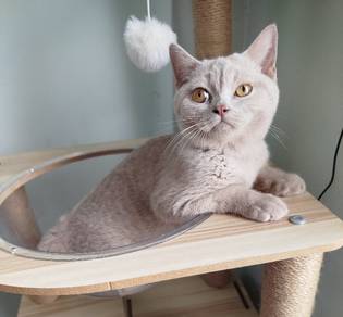 british short hair lilac male