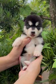 wooly husky