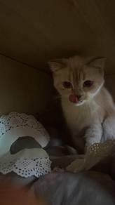 bsh mix scottish