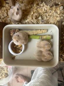 Winter White Pearl Gold Hamster 2 months