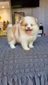 Pomeranian