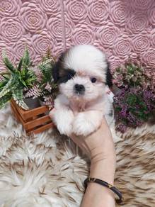 Shihtzu 