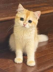 BSH Golden NY12 Betina Golden Shaded NY12 Female