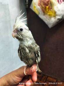 Cockatiel (Normal Gray)