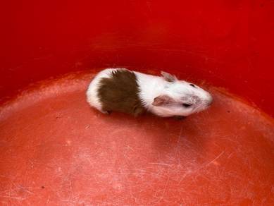 American Guinea Pig