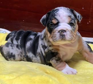 ENGLISH BULLDOG PUPPIES Female C053