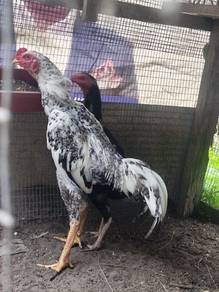 ayam ratu 