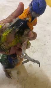 Burung rainbow lorikeet Hand feed Siap lesen