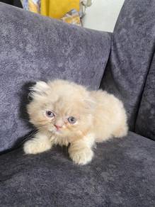 Bapak Scottish Fold + Ibu Semifat Face