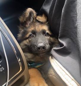 German Shepherd