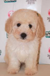 f21 Fluffy Maltipoo Dog