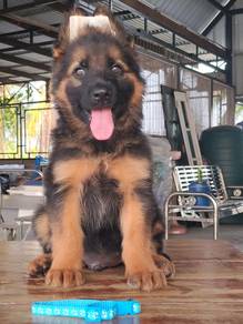 German Shepherd puppy