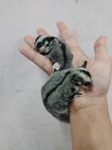 Sugar glider classic grey jinak
