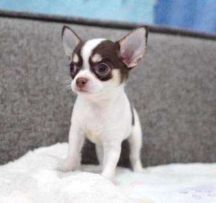 CHIHUAHUA PUPPIES T181🌷 Head Apple Female