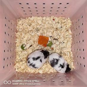 Hamster Campbell Black Mottled