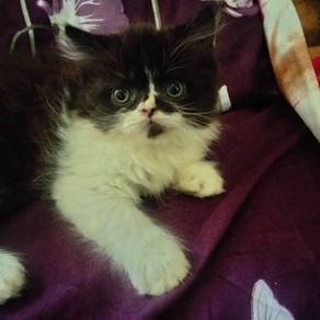 Kucing flat face