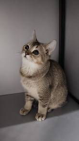 bsh male