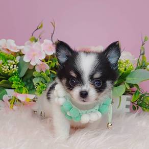 Chihuahua