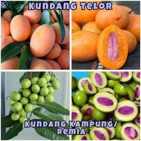 Pokok Kundang Madu