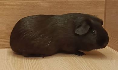 American Guinea Pig
