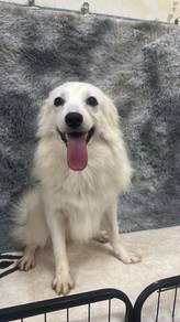 银狐女
Japanese Spitz
Female
RF-3
Dob： 27-10-25