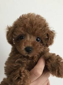 Rosy Poodle Teddy Bear Face Puppy Dog