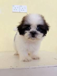 Shih  Tzu