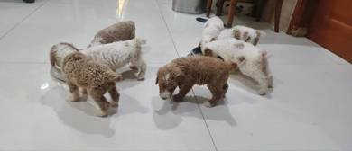 Giant poodle