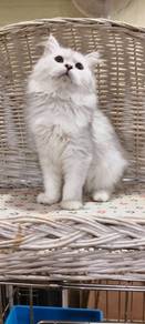 British Longhair