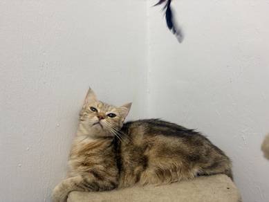 Munchkin Female