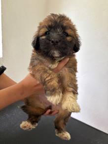 5 puppies Poodle mix for adoption! (Penang Island)