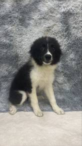 Border collie Female Puppy F1 B/W