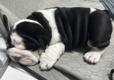 ENGLISH BULLDOG PUPPIES EB393 🐻 BullDog Available