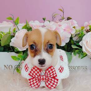 Jack Russell