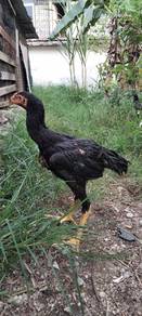 ayam Oshamo jtn 