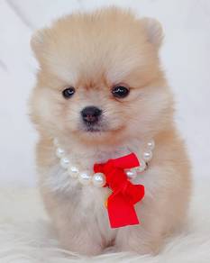 Pomeranian
