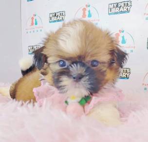 ShihTzu