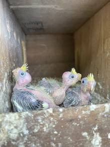 Burung cockateil