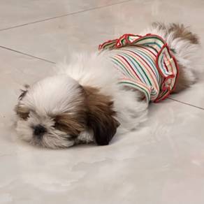 ShihPOO