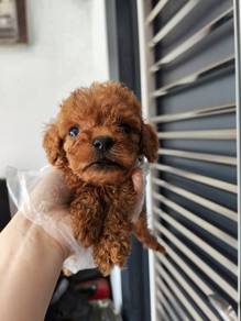 Tiny poodle red teddy bear