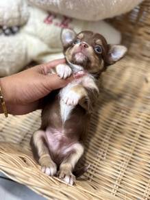 Chihuahua ee