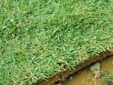 Supply & Install of Real Grass/ Cow Grass