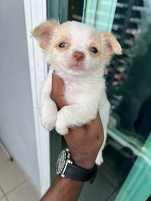chihuahua available &3