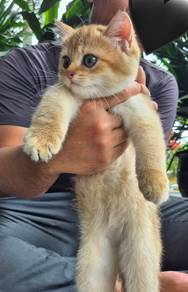 Golden BSH british shorthair NY11 kitten kucing