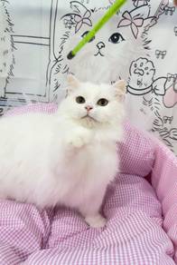 Napoleon Longhair Minuet Solid White Munchkin