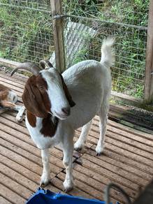 kambing betina